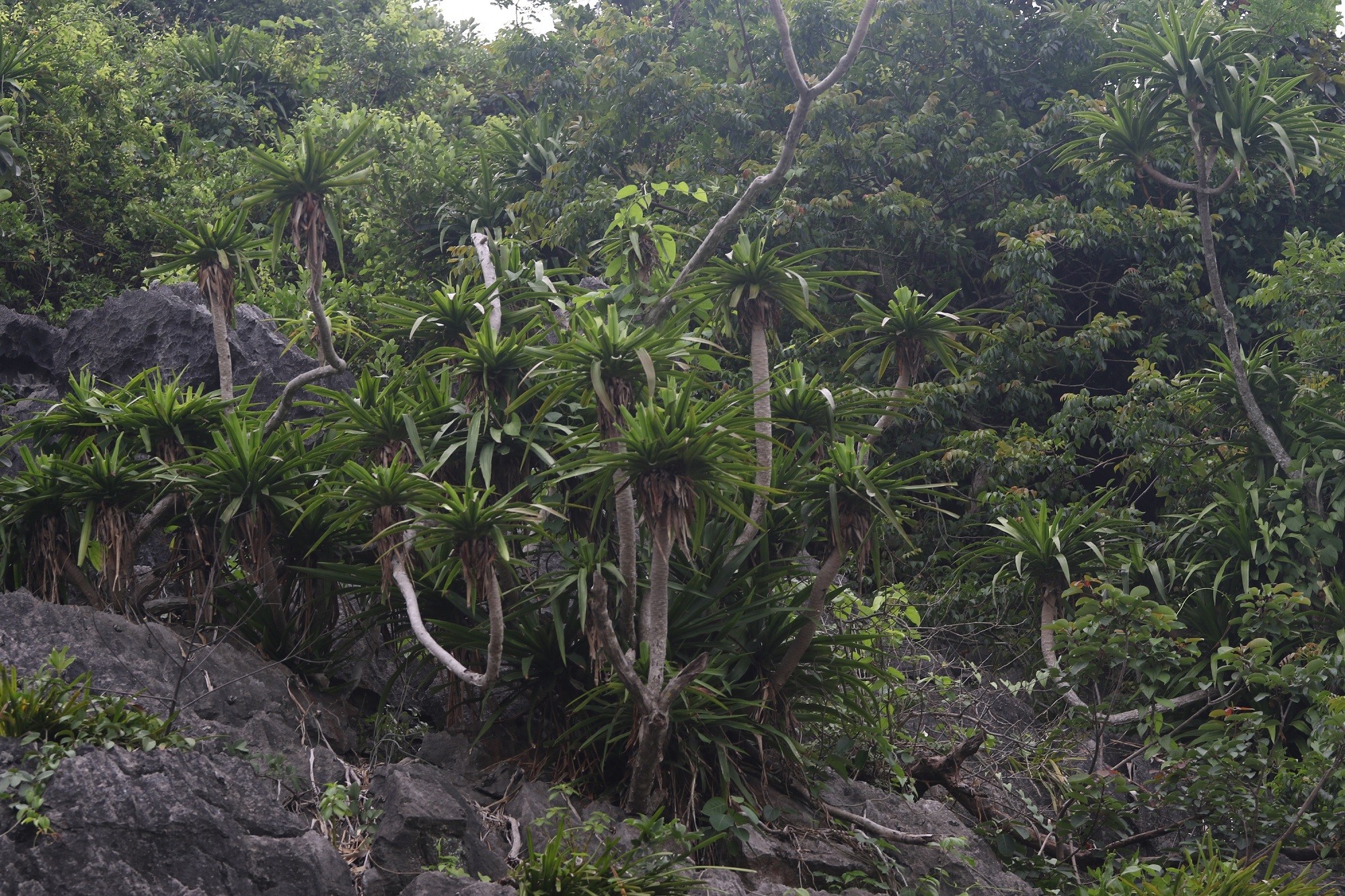 cay-huyet-giac-ly-dia-hang-tuan-la-van-tuoi-xanh-1781510102.jpg